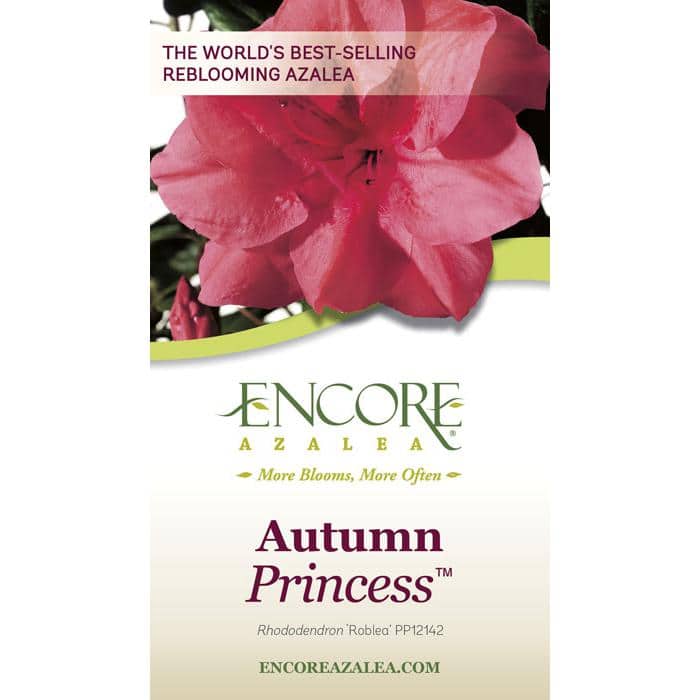 1 Gal. Autumn Princess Shrub with Salmon-Pink Reblooming Flowers - Hercitys