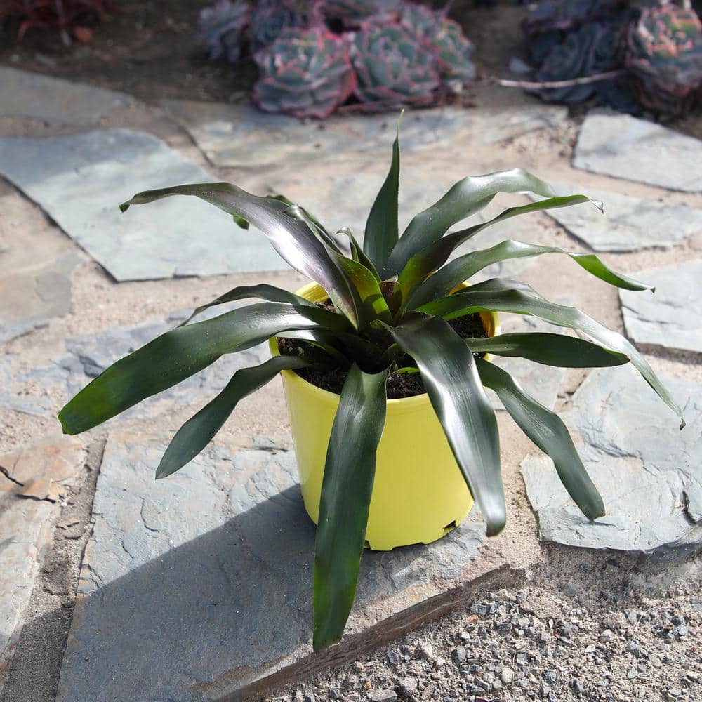 4 qt. Bromeliad Neoregelia Royal Burgundy Tropical Perennial Outdoor Plant with Maroon and Green Foliage in Grower Pot - Hercitys