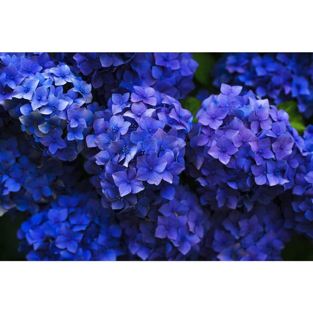 1 Gal. Let’s Dance Rhythmic Blue Hydrangea Shrub Reblooming Skyblue Flowers - Hercitys