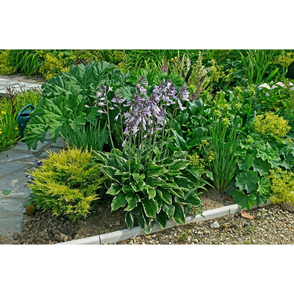 3 Gal. Aureomarginata Hosta Live Perennial Plant (2-Pack) - Hercitys
