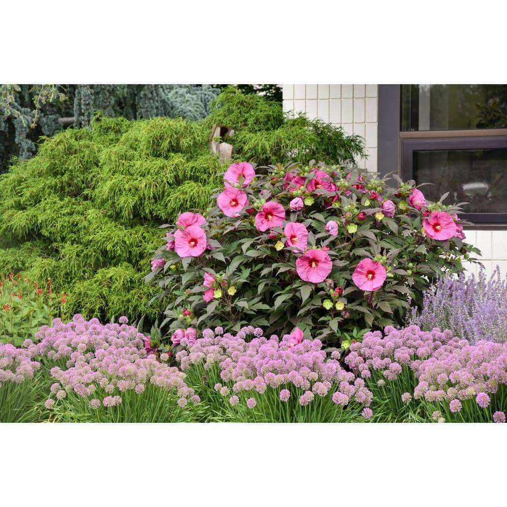 2 Gal. Summerific ‘Berry Awesome’ Rose Mallow (Hibiscus Hybrid), Live Perennial Plant, with Pink Flowers - Hercitys