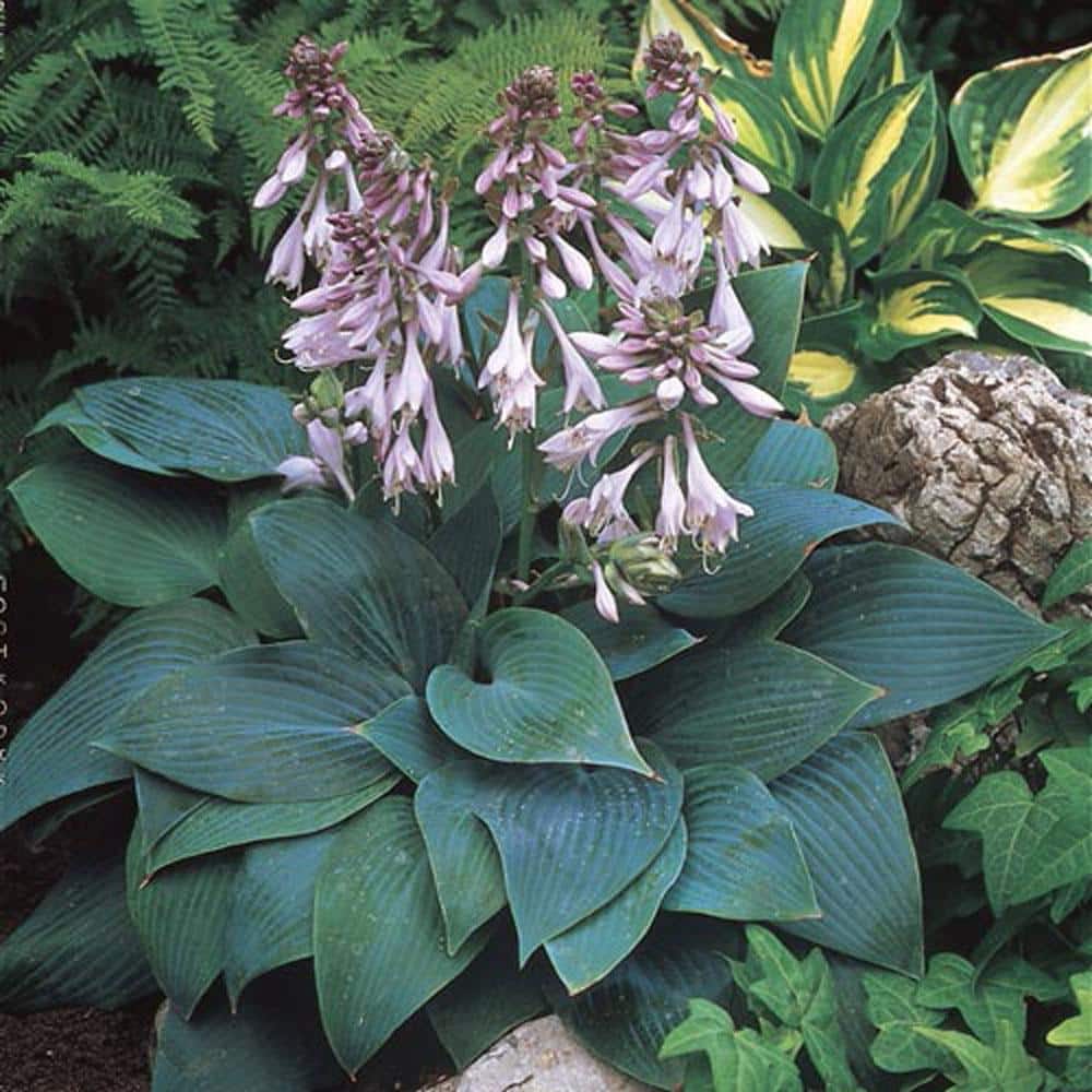 3 Gal. Pot, Halcyon Hosta Deciduous Perennial Plant (1-Pack) - Hercitys