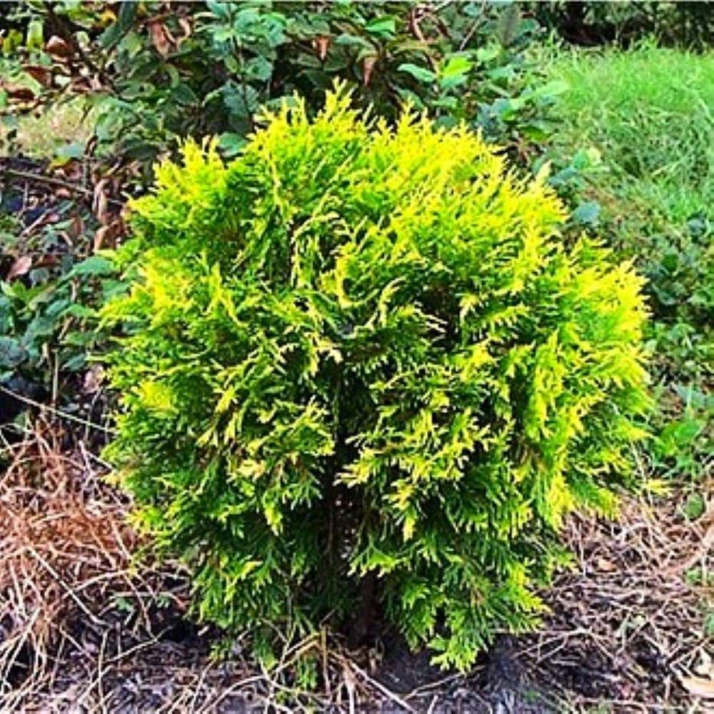 2.5 QT Golden Globe Arborvitae (Thuja o. Globosa Aurea) Evergreen Shrub 1-Each - Hercitys