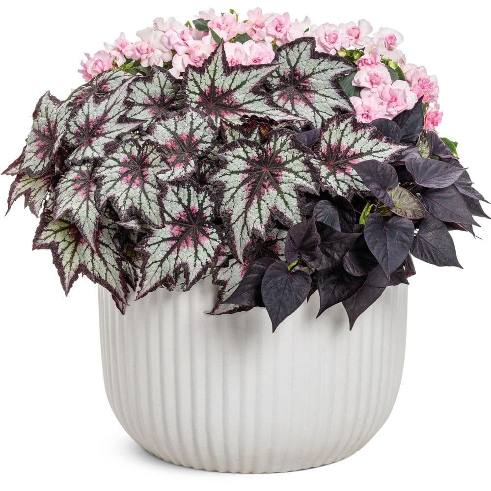 4.25 in. Eco+ Grande Space Age Black Hole Begonia (Begonia rex) Live Annual Plant with Black and Silver Foliage 4-Pack - Hercitys