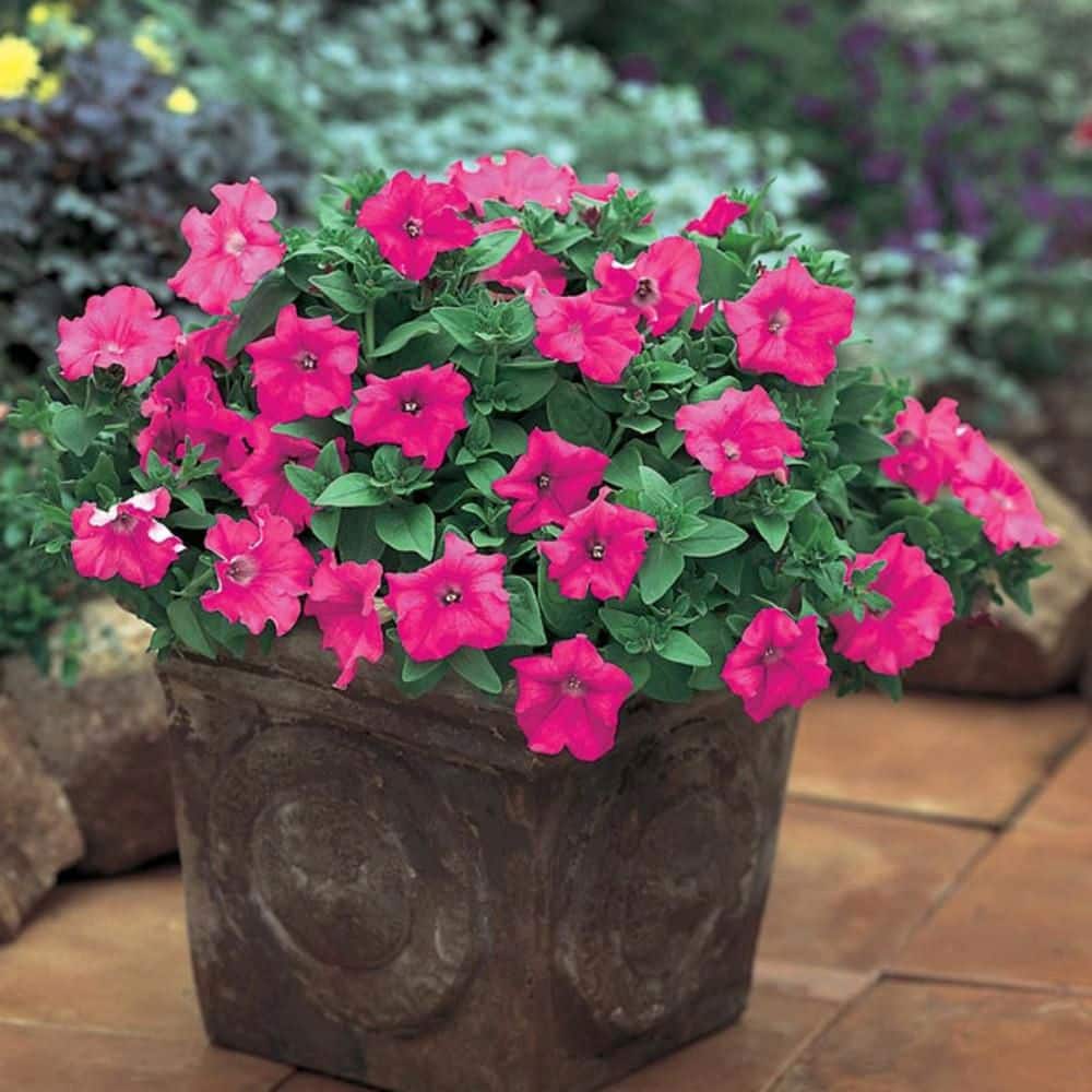 4.25 in. Eco+ Grande Supertunia Giant Pink (Petunia Hybrid) Live Annual Plant with Pink Flowers 4-Pack - Hercitys
