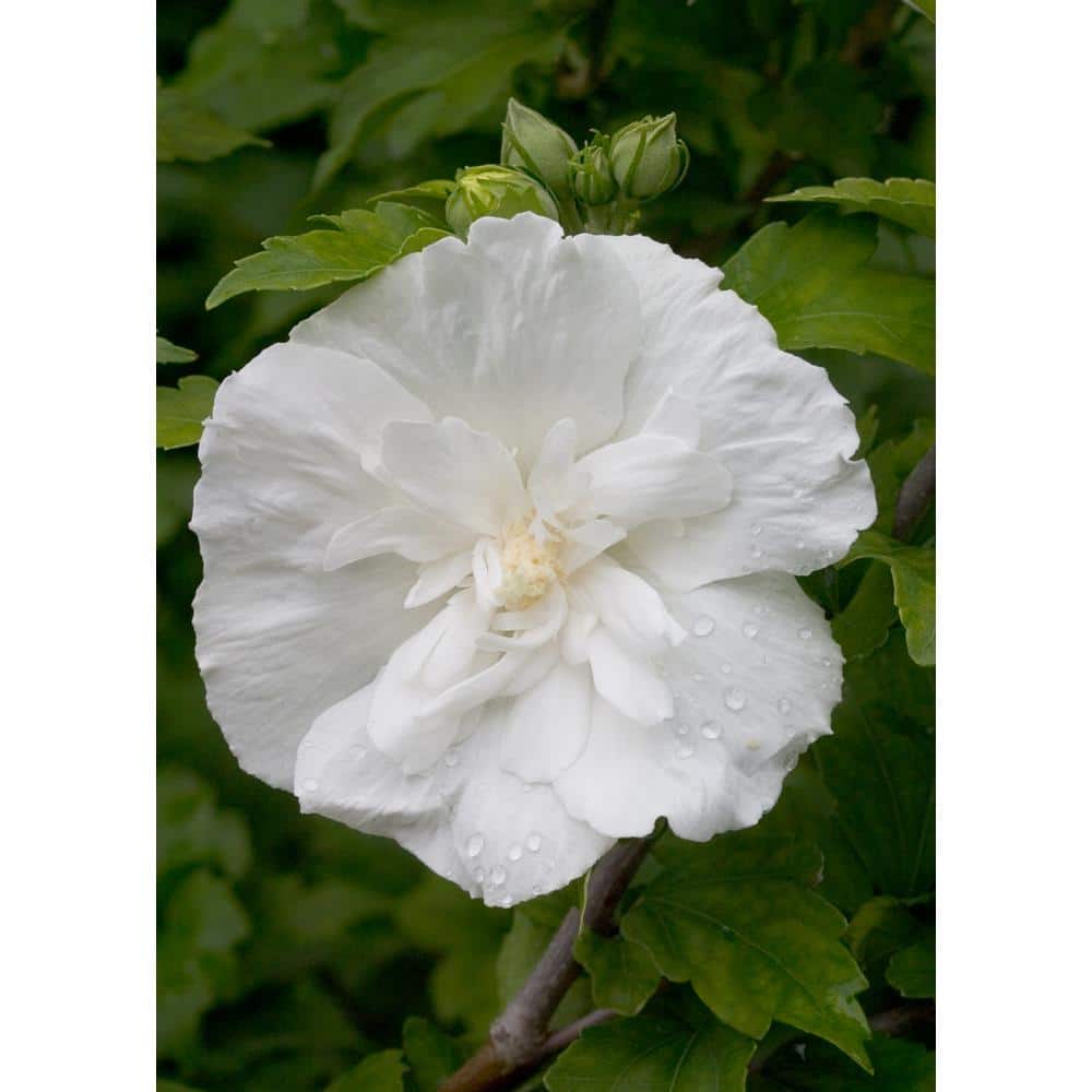4.5 in. Qt. Magenta Chiffon Rose of Sharon (Hibiscus) Live Plant, Purple Flowers - Hercitys