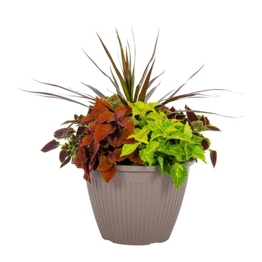 2 Gal. Select Planter Mainstreet Coleus Mix Trafalgar Square Annual Plant (1-Pack) - Hercitys
