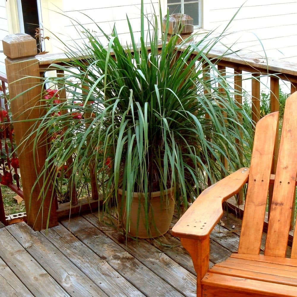 1 gal. Lemongrass Plant - Hercitys