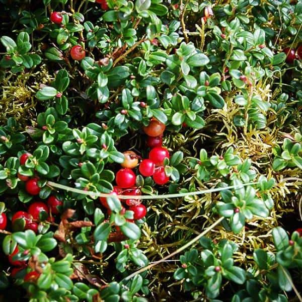 1 gal. Massachusetts Bearberry Kinnikinnick Shrub with Very Cold Hardy Bell Shaped Flowers and Red Berries (2-Pack) - Hercitys