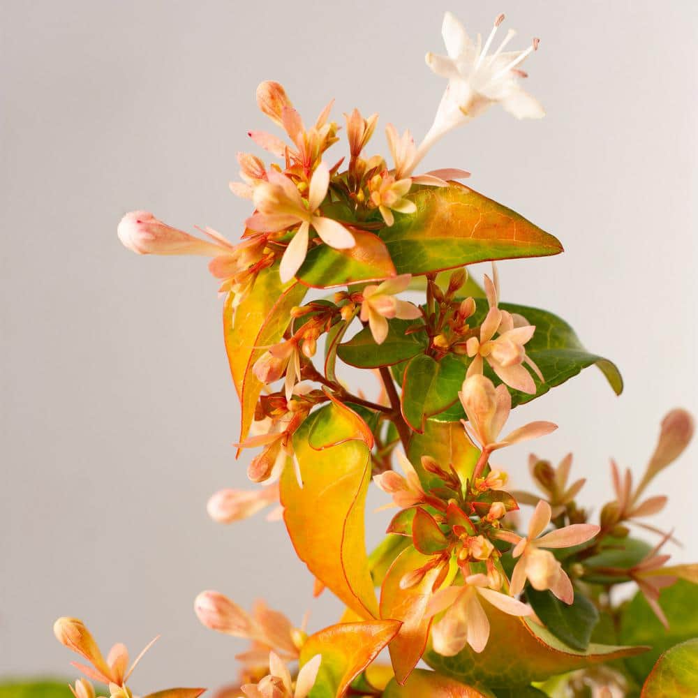 2.25 gal. Abelia Peach Perfection Shrub with Pink Flowers - Hercitys