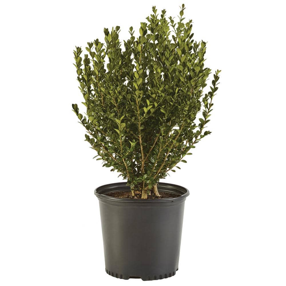 2.5 Qt. Wintergreen Boxwood Shrub Plant - Hercitys