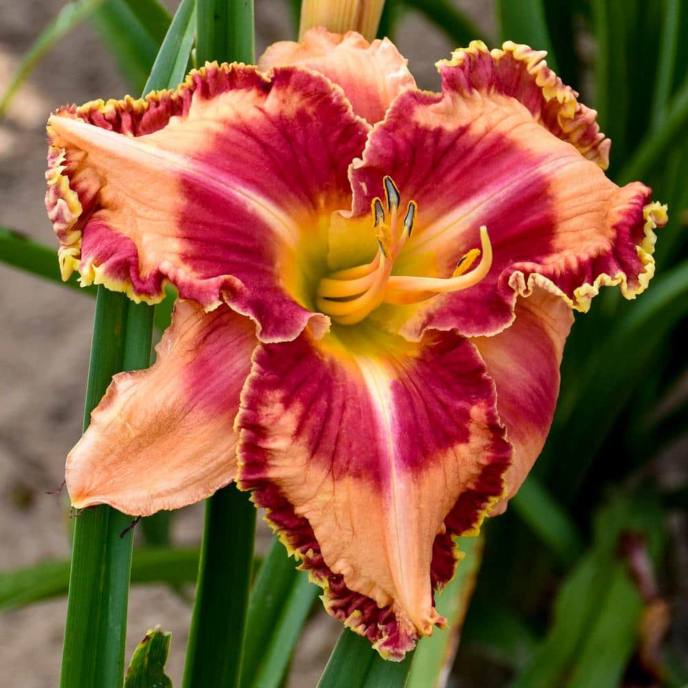0.65 Gallon, Rainbow Rhythm ‘Lake of Fire’ Daylily (Hemerocallis hybrid), Live Plant, Orange Flowers 1 Pack - Hercitys