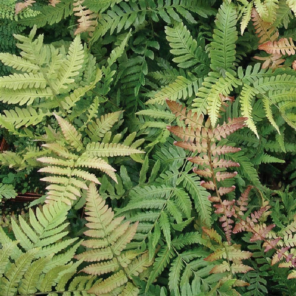 2.5 in. Autumn Fern Perennial Plant (3-Pack) - Hercitys