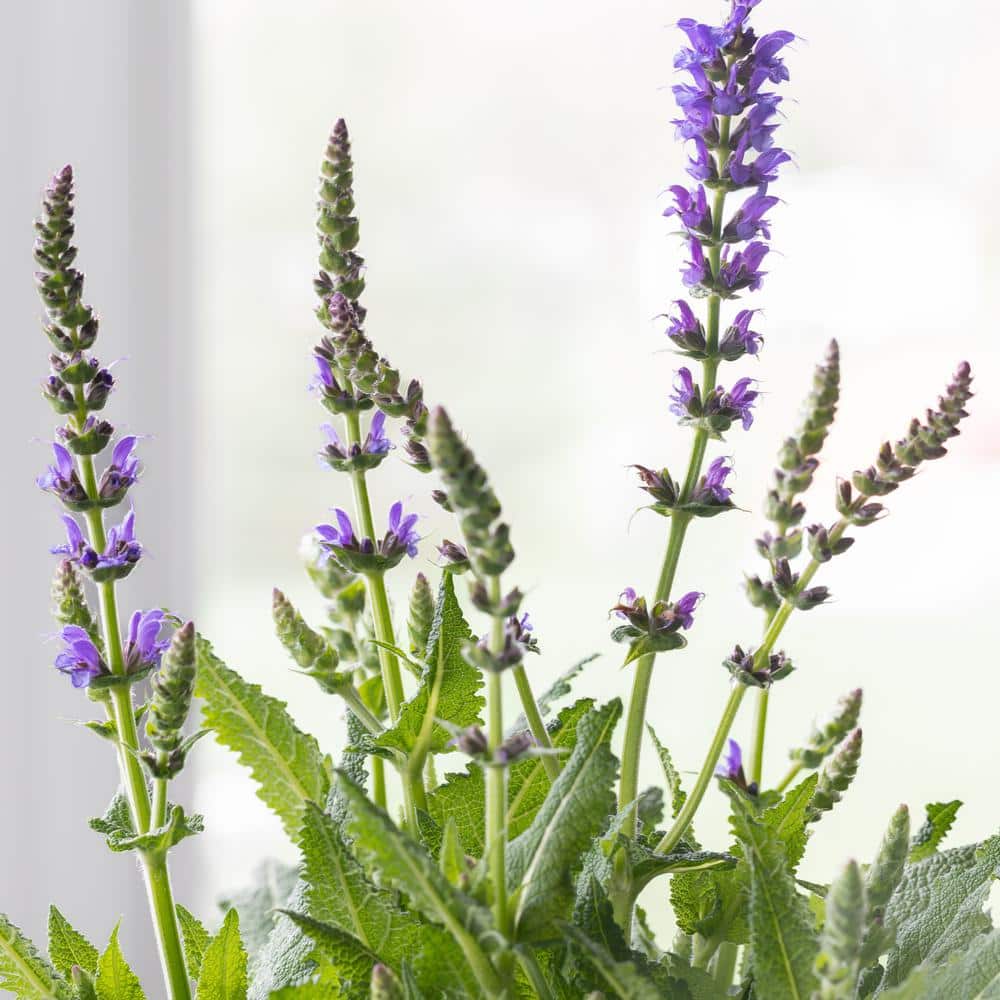 3 Gal. Caradonna Salvia Live Perennial Plant (1-Pack) - Hercitys