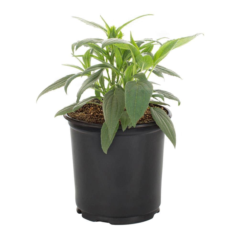 2 Qt. Denver Daisy Rudbeckia Black Eyed Susan Yellow Perennial Plant (3-Pack) - Hercitys