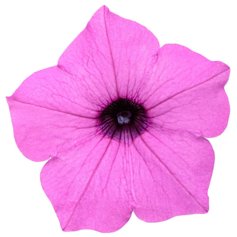 4.25 in. Grande Supertunia Vista Jazzberry (Petunia) Annual Live Plant with Bright Purple Flowers (4-Pack) - Hercitys