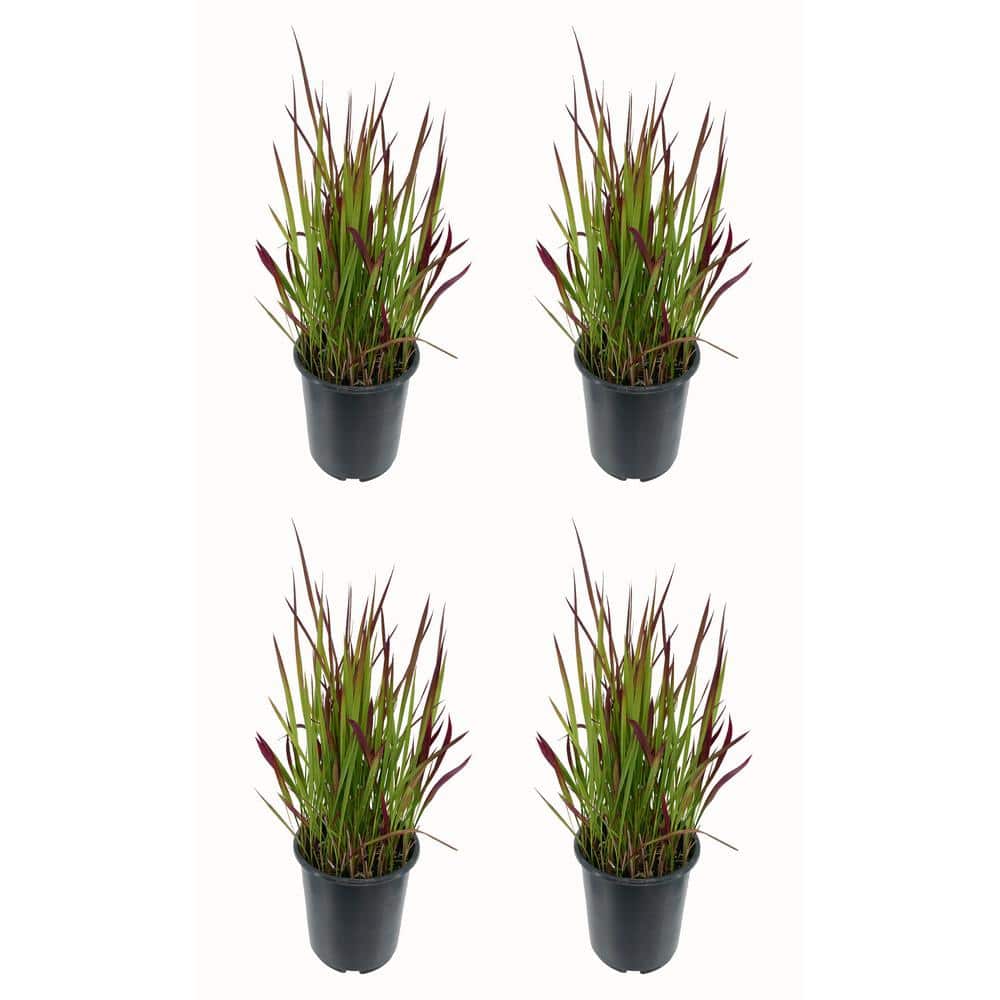 2.5 qt. Perennial Grass Hakonechloa Sunflare (4-Pack) - Hercitys