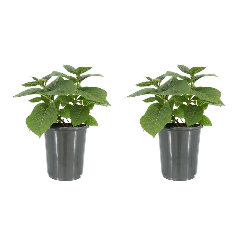 2.5 qt. Hydrangea macrophylla Hi River Blue Perennial Plant with Blue Flowers – 2-Pack - Hercitys