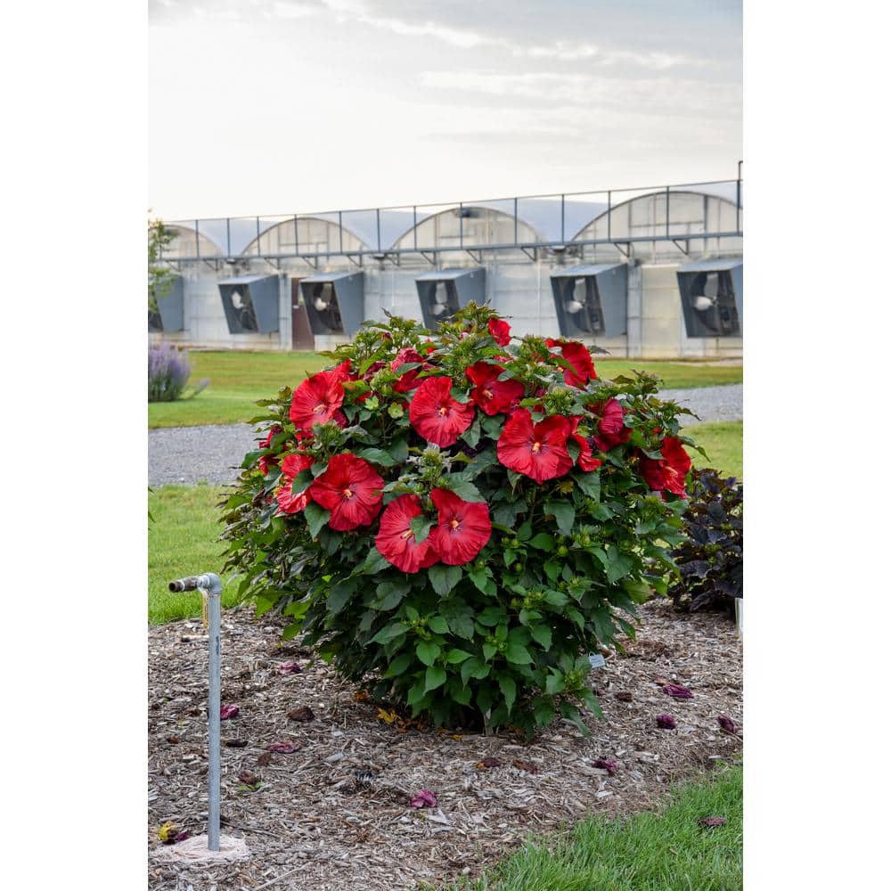 2 Gal. Summerific ‘Valentine’s Crush’ Rose Mallow (Hibiscus Hybrid), Live Perennial Plant, with Red Flowers - Hercitys