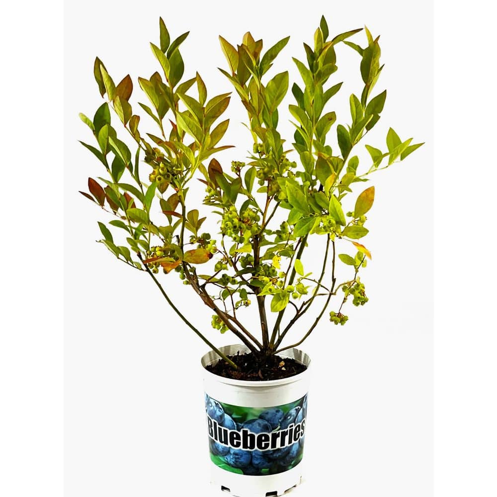 2.5 qt. Toro Blueberry Live Plant with Large, Sweet Berries - Hercitys