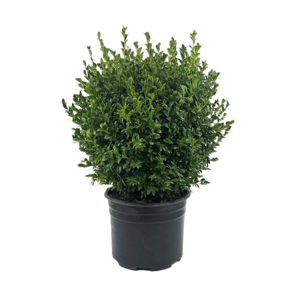 2.25 Gal. Green Mountain Live Boxwood (Buxus) Live Shrub - Hercitys