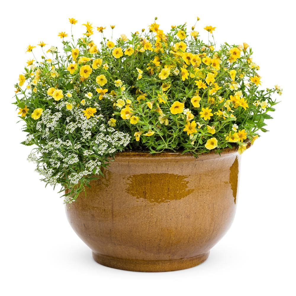 4.25 in. Eco+Grande White Knight Sweet Alyssum (Lobularia) Live Plant, White Flowers (4-Pack) - Hercitys