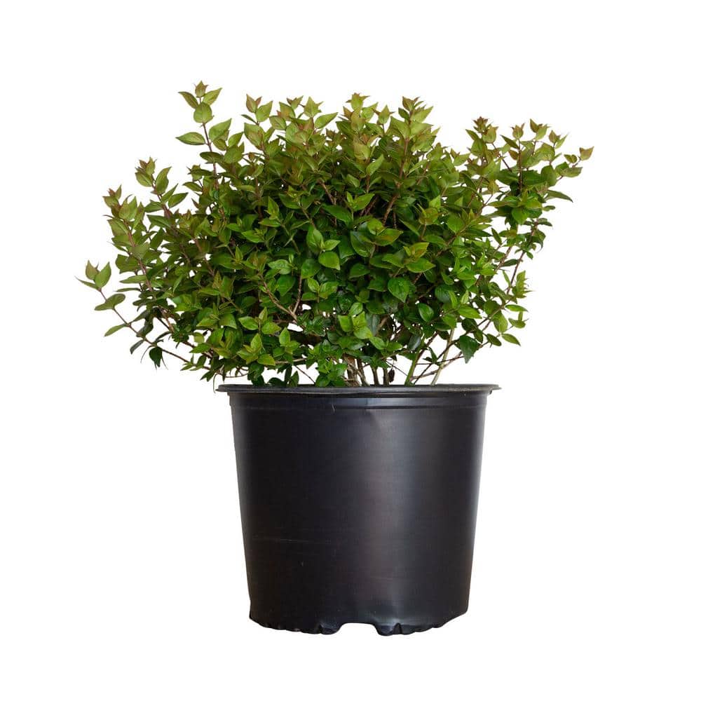 2.5 Gal – Rose Creek Abelia With Petite White Blooms, Live Semi-Evergreen Shrub Plant - Hercitys