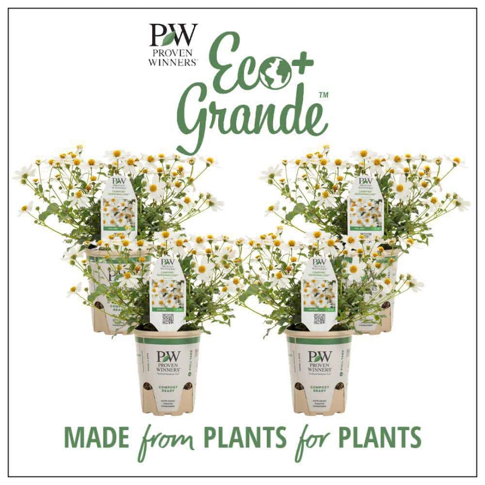 4.25 in. Eco+ Grande Campfire Marshmallow Apache Beggarticks (Bidens Hybrid) Live Annual Plant with White Flowers 4-Pack - Hercitys