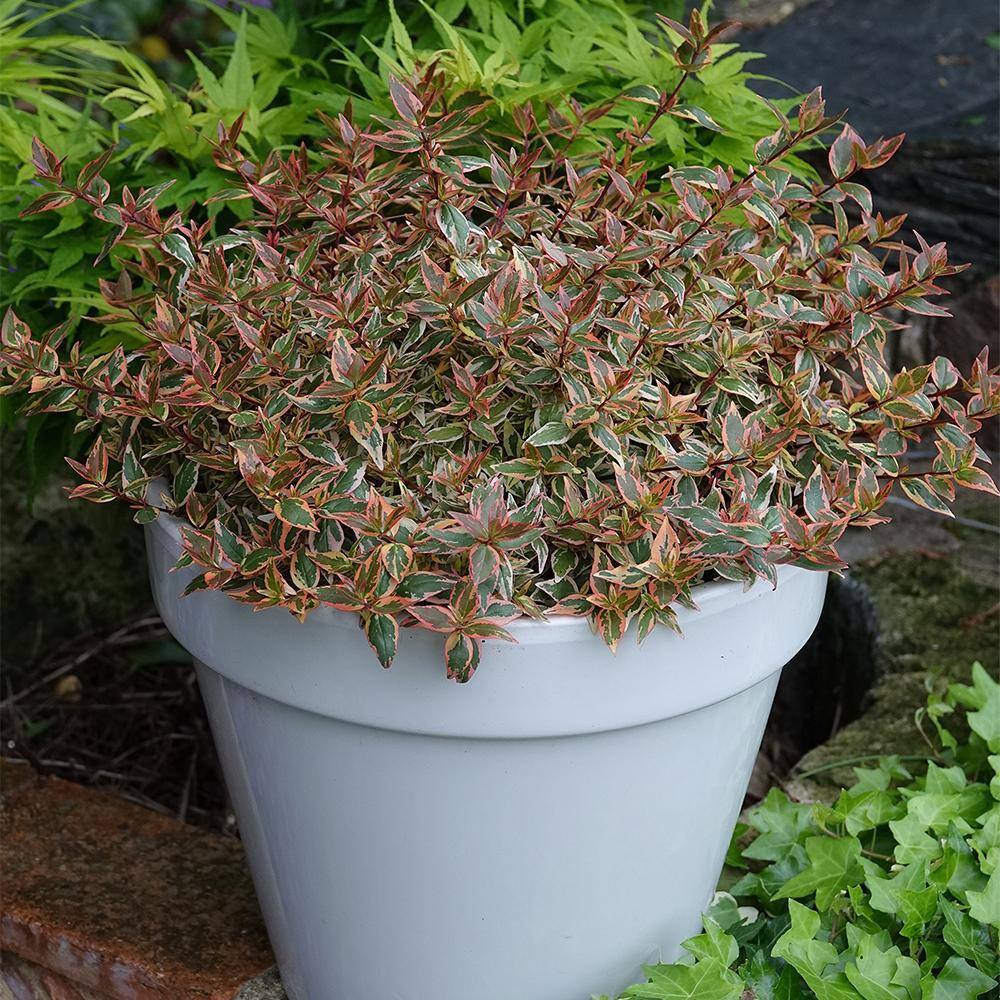 2 Gal. Tres Amigos Abelia Shrub - Hercitys