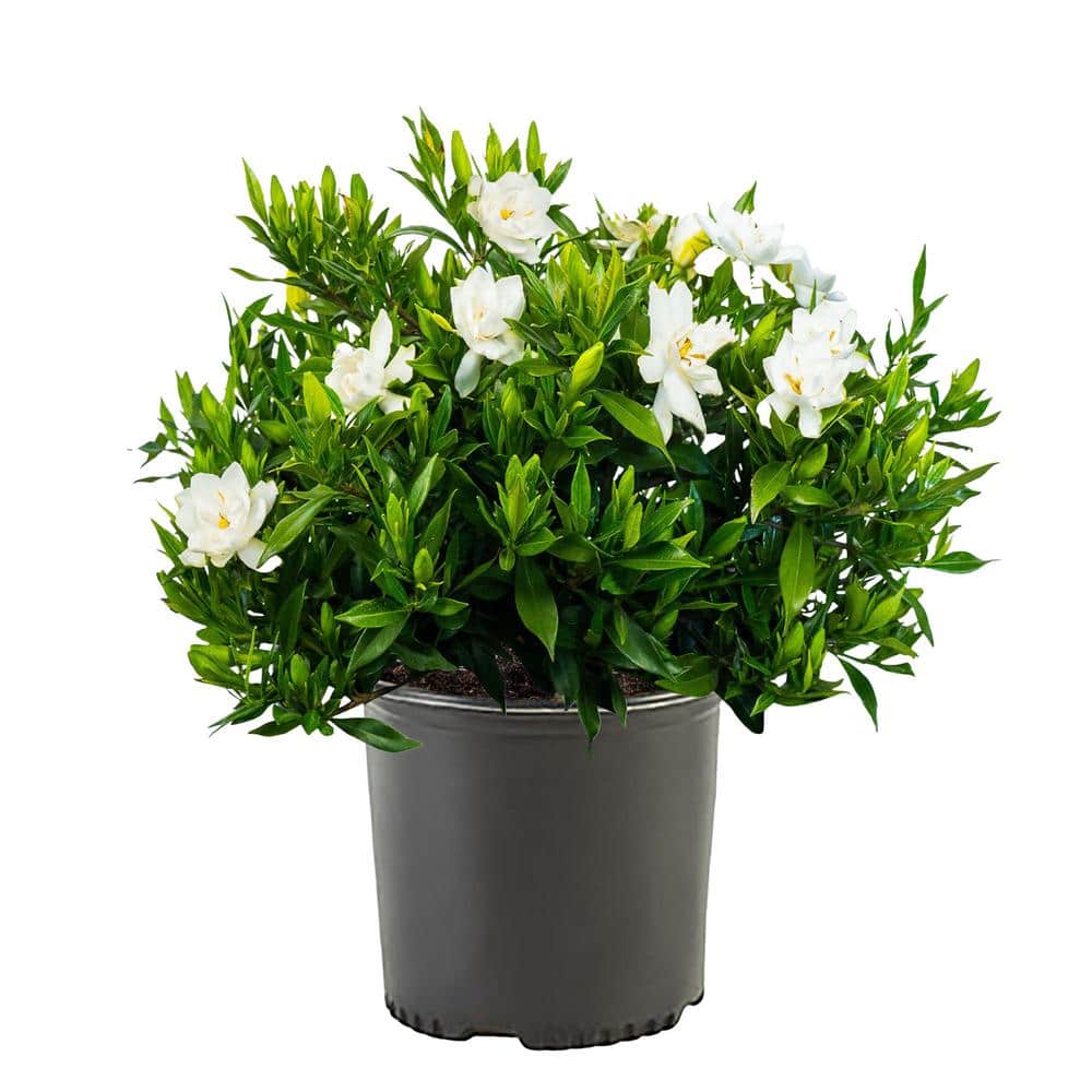 2.25 Gal. Gardenia Frostproof Shrub with White Flowers - Hercitys