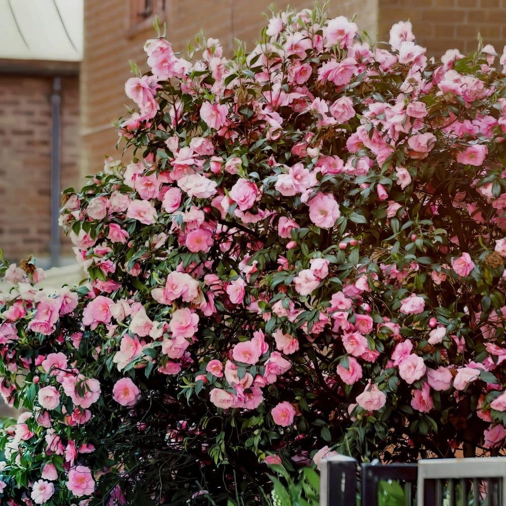 1 gal. High Fragrance Camellia Japonica Shrub with Pink Flowers - Hercitys