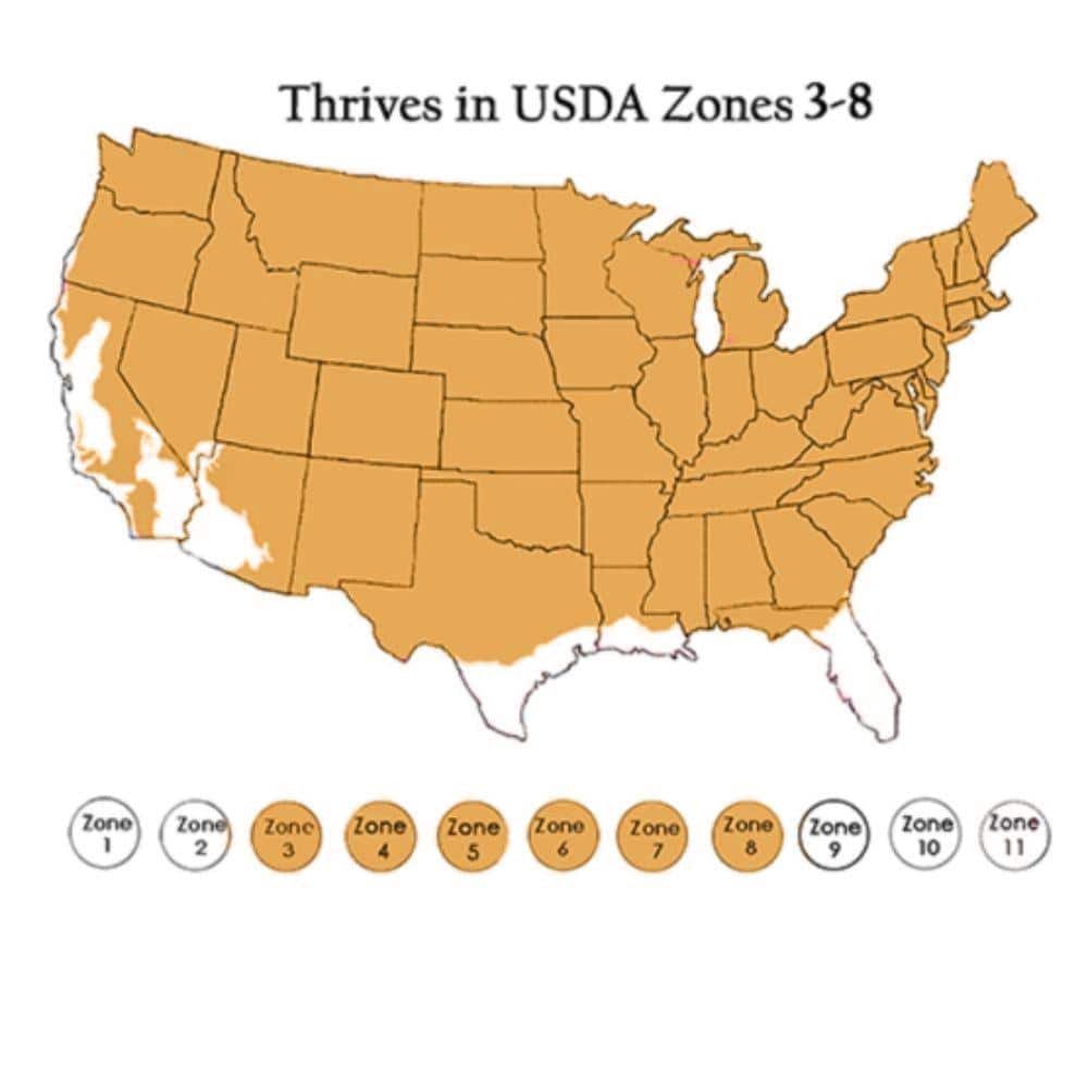 1 Gal. Strawberry Sundae Hydrangea Flowering Shrub with White to Pink Flowers - Hercitys