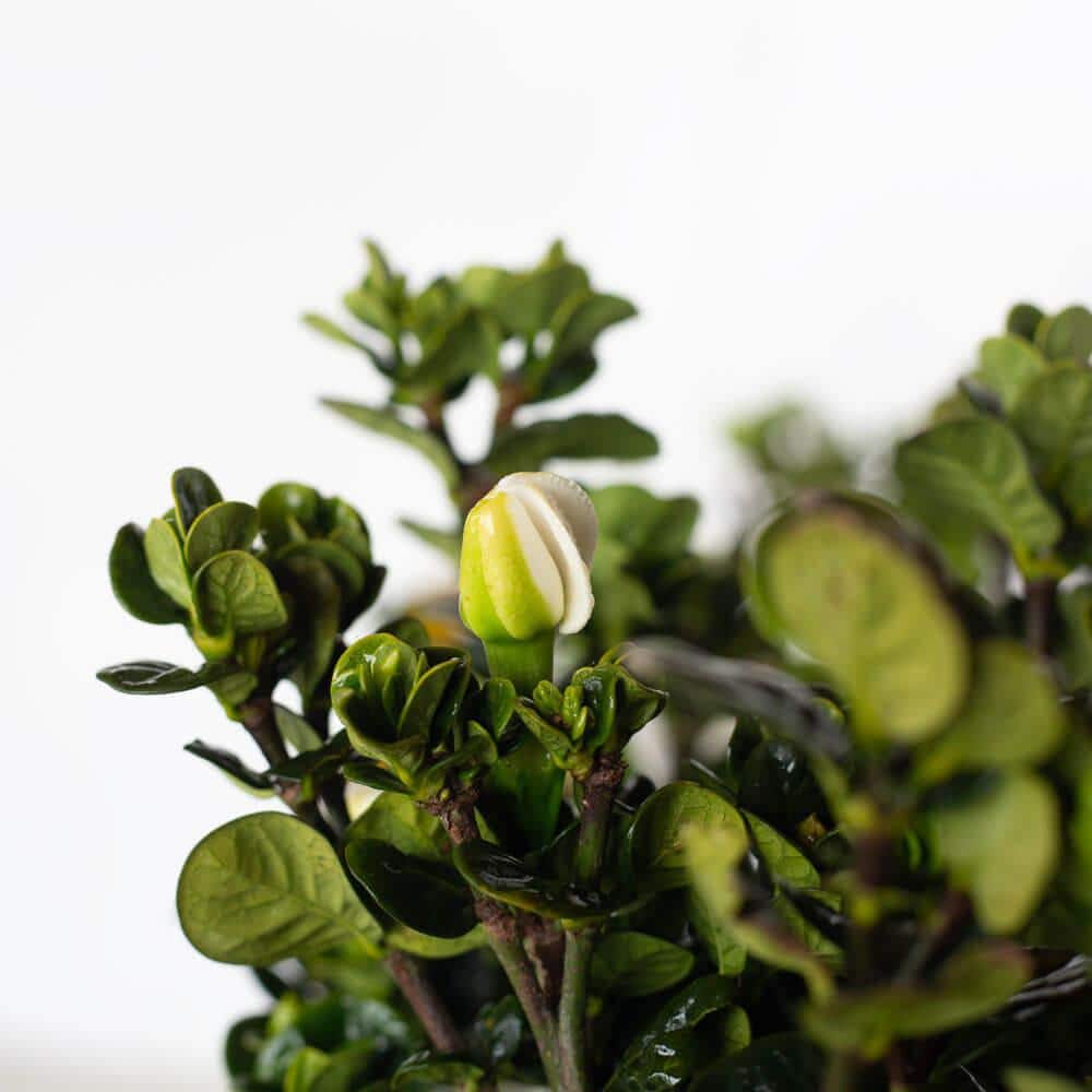 2 Gal. Diamond Spire Gardenia Shrub with Fragrant White Flowers - Hercitys