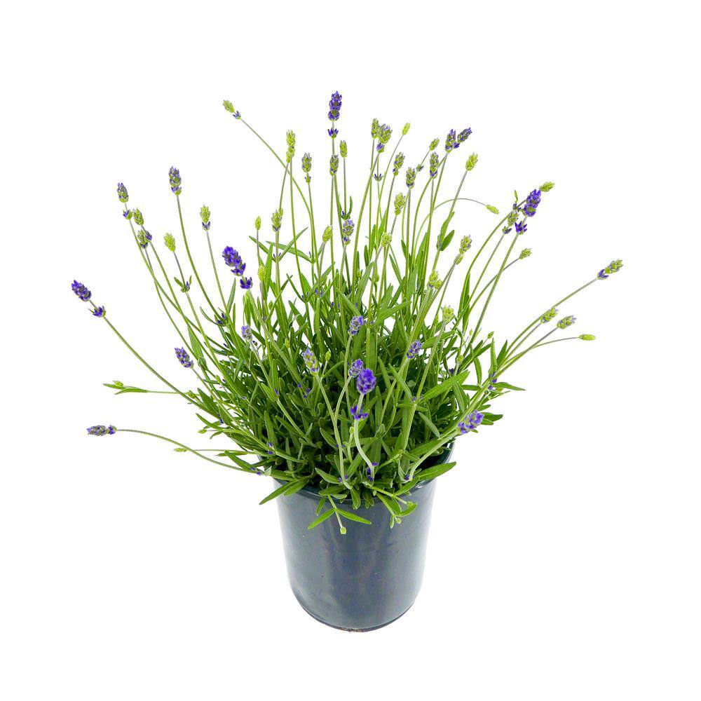 2.5 qt. Perennial Lavender angustifolia English Blue (4-Pack) - Hercitys