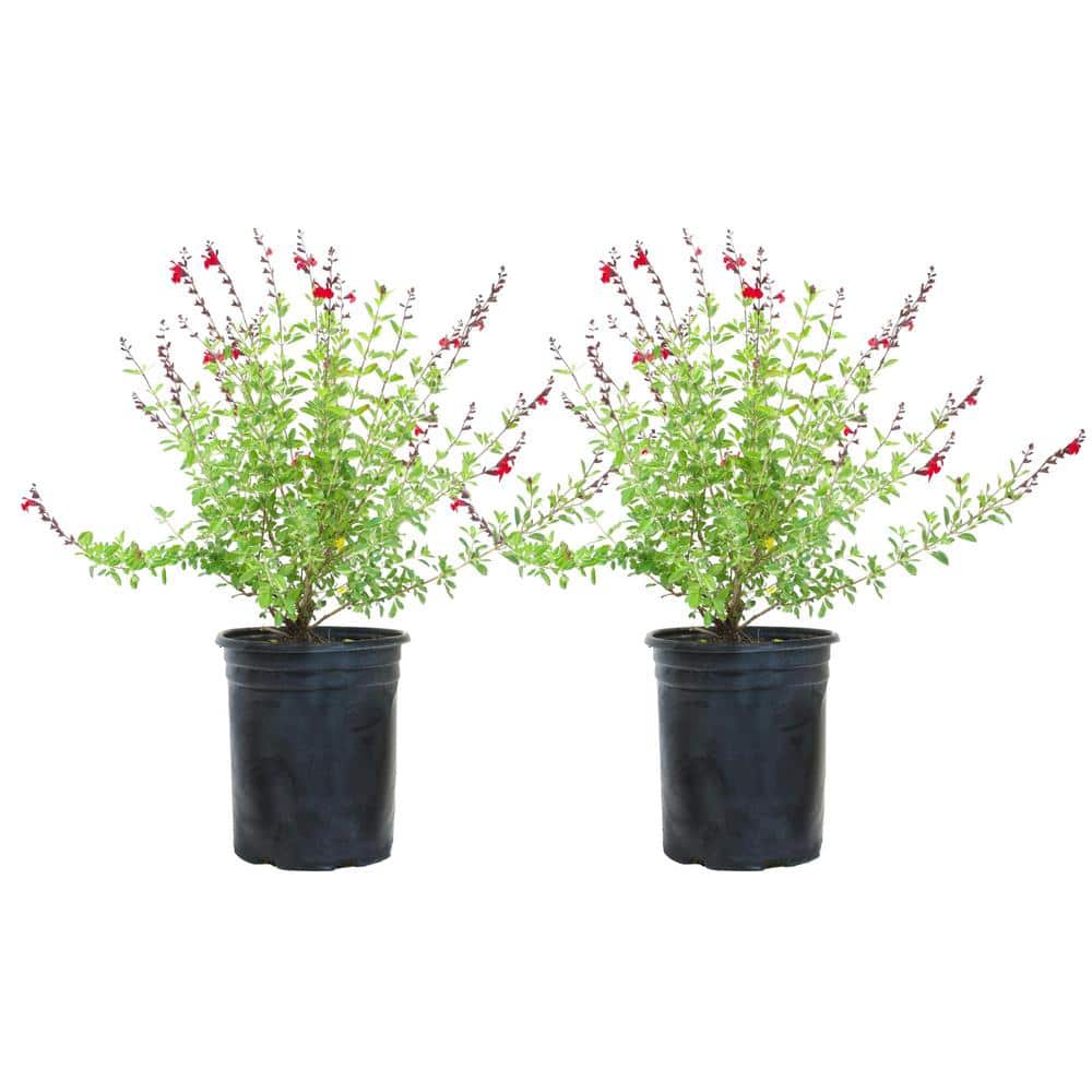 #5 container “Greggi Red” Sage plant (2-pack) - Hercitys