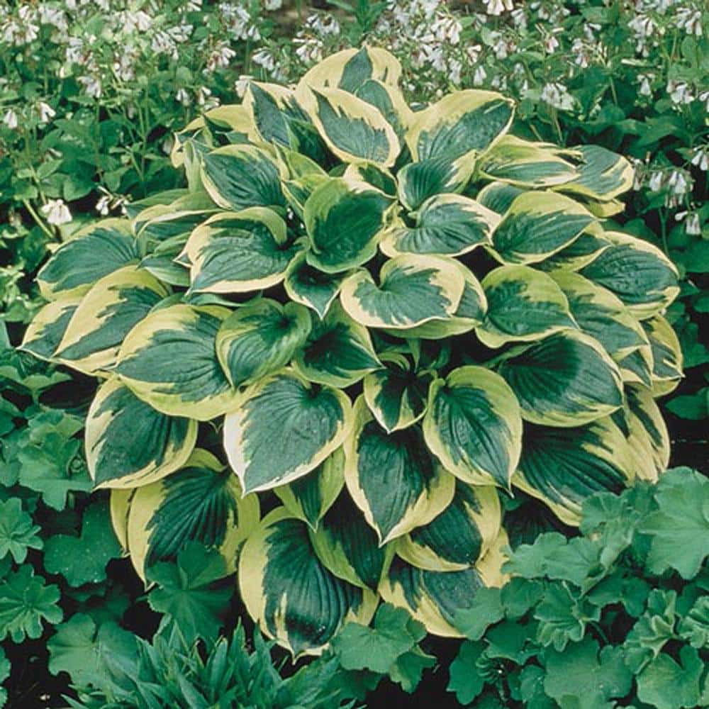 1 Gal. Pot, Aureo Marginata Hosta Potted Perennial Plant (1-Pack) - Hercitys