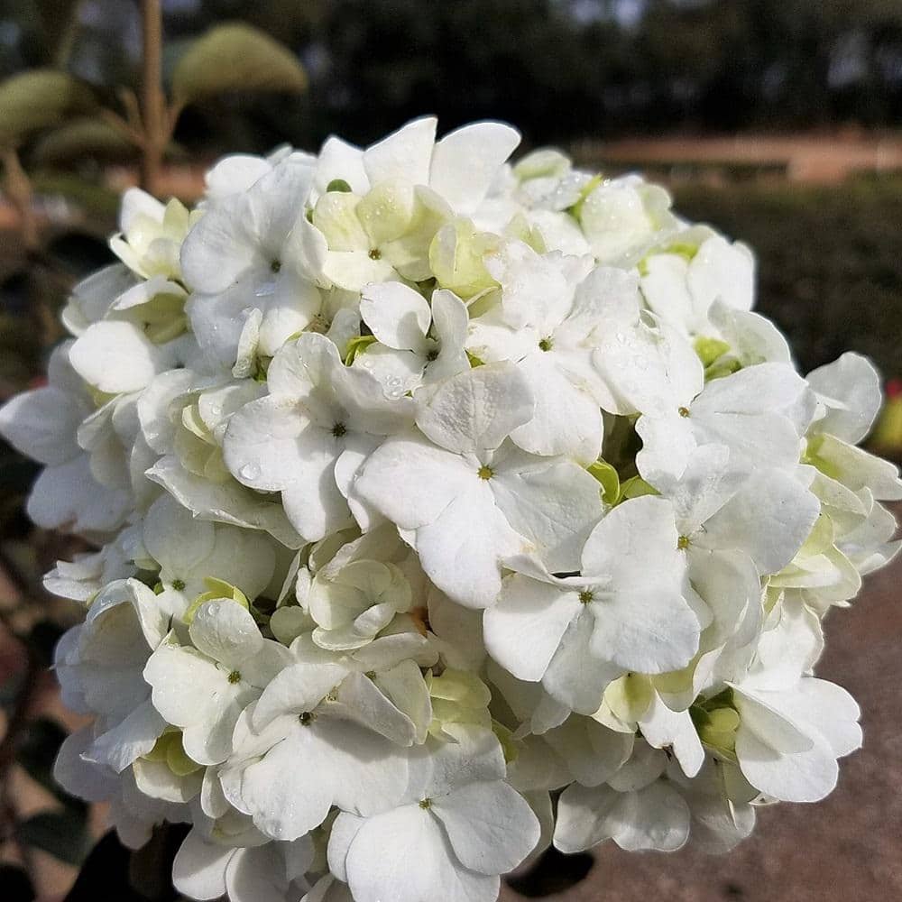 2.5 Gal – Chinese Snowball Viburnum, Live Deciduous Shrub, White Hydrangea-like Bloom Clusters - Hercitys