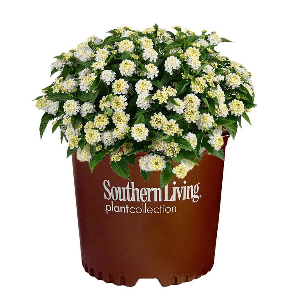 2.6 qt. White Little Lucky Lantana Plant with White and Yellow Blooms - Hercitys