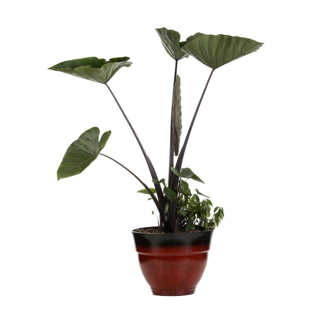 1 Gal. Royale. ‘Coffee Cups’ Live Annual Plant, Green Foliage (1-Pack) - Hercitys