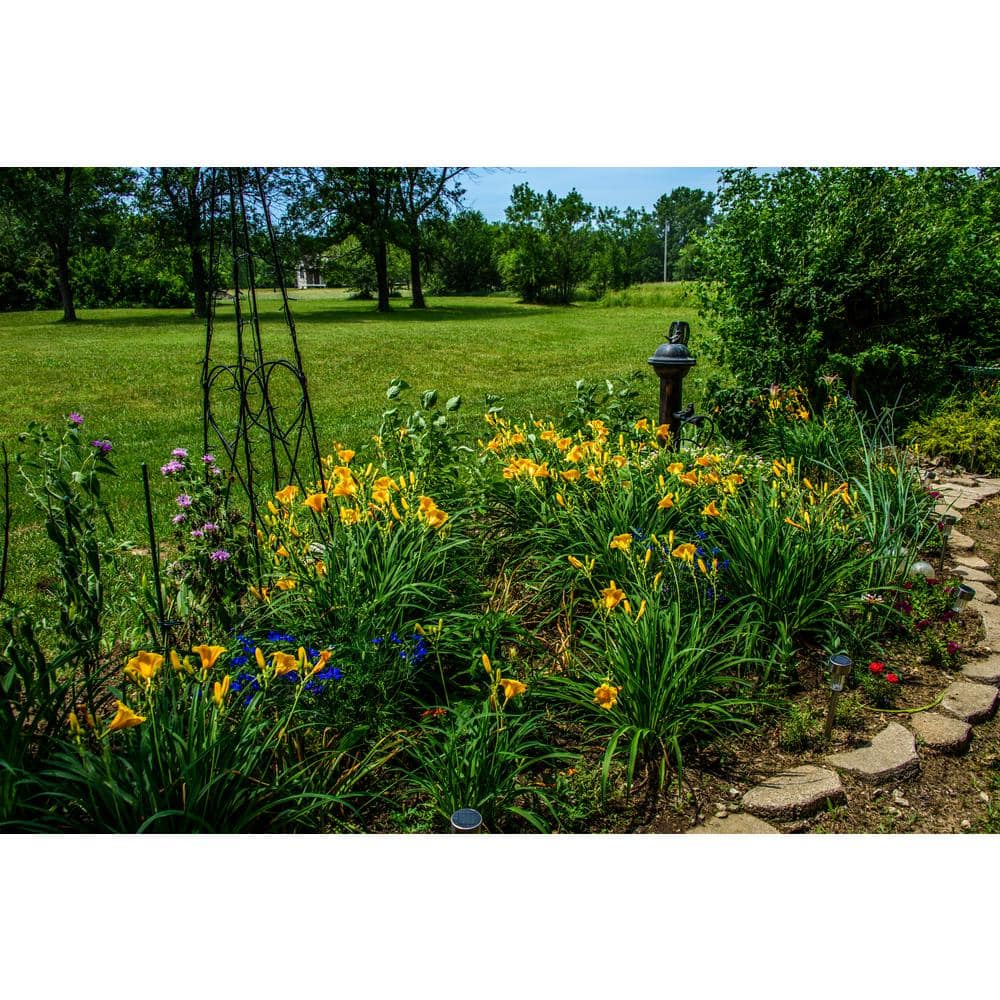1 Gal. Stella de Oro Daylily (Hemerocallis) Live Flowering Full Sun Perennial Plant with Golden Yellow Flowers - Hercitys