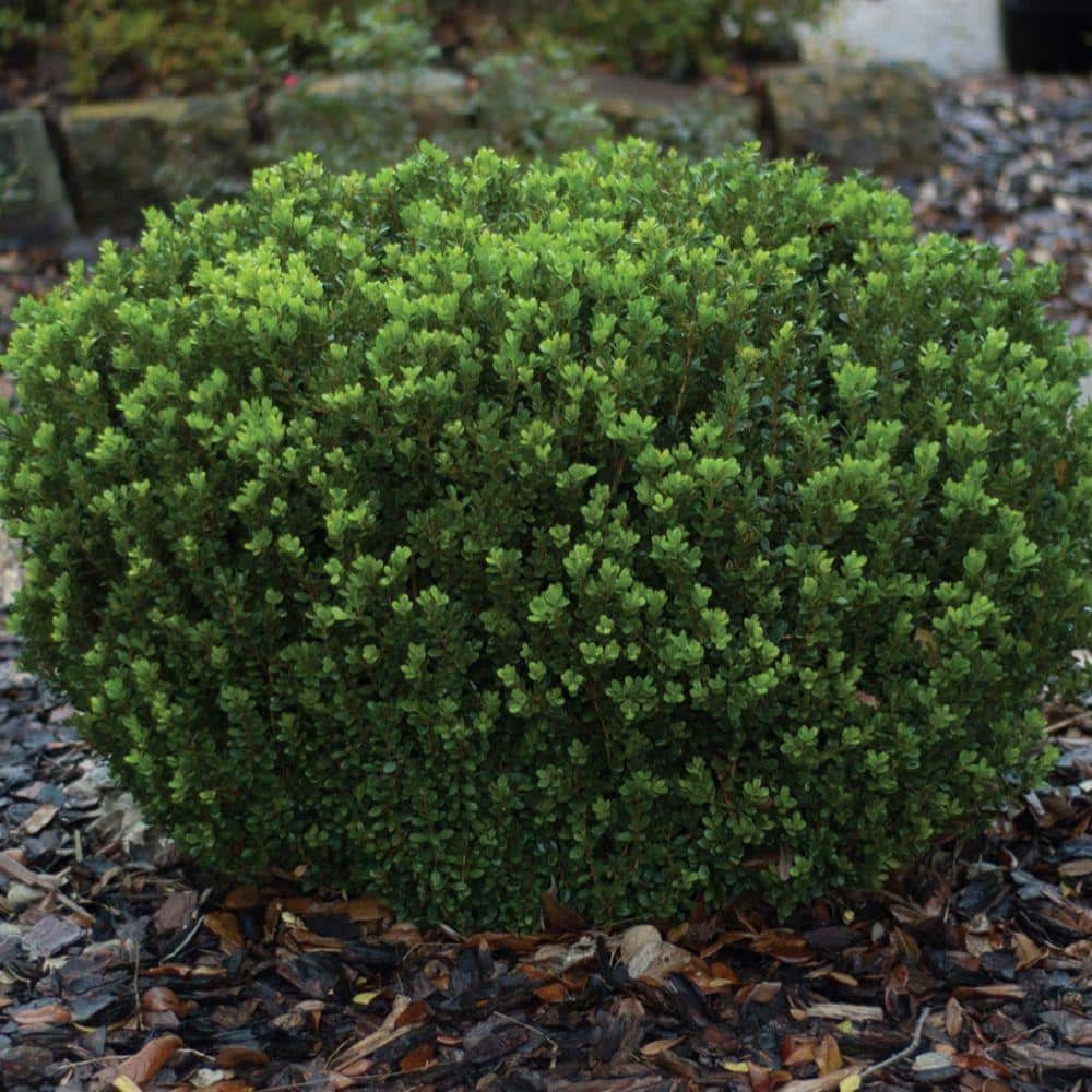 2.5 Qt. Boxwood Baby Gem, Live Shrub Plant, Glossy Green Foliage - Hercitys