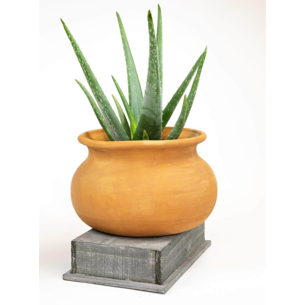 1G Single Aloe Vera in Nursery Pot - Hercitys