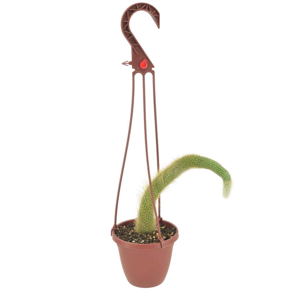 4 in. Monkey Tail Cactus in Brown Plastic Hanging Basket - Hercitys
