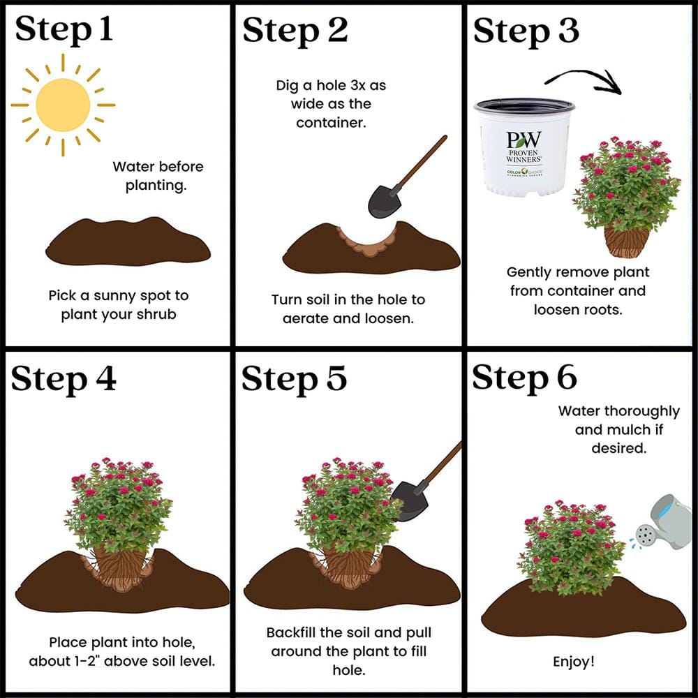 2 Gal. Double Play Doozie (Spirea) Live Shrub with Pink Flowers - Hercitys