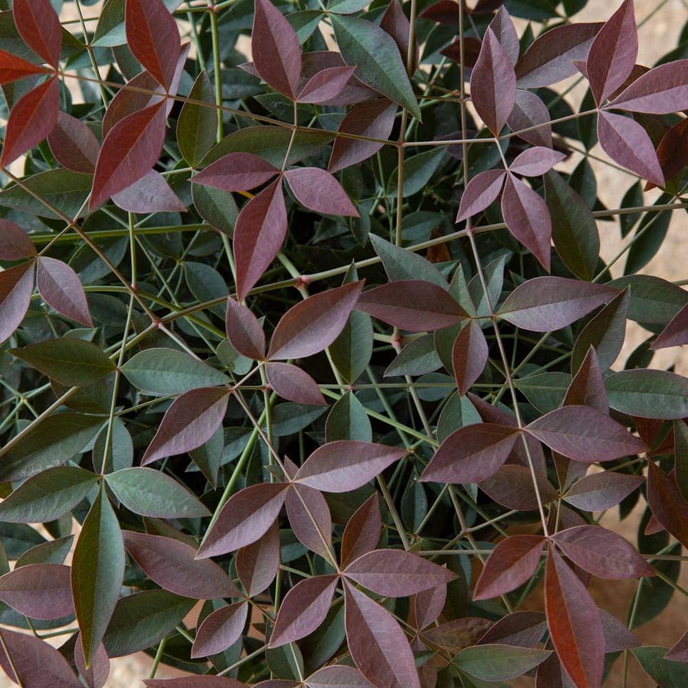 2.5 Qt. Flirt Nandina, Live Evergreen Groundcover Shrub, Deep Red New Foliage - Hercitys