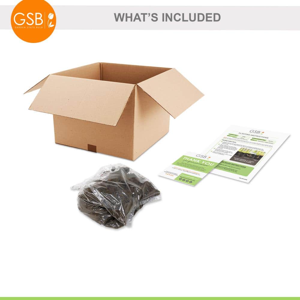 3/5 Eyes, Bartzella Itoh Peony Flower Bulbs, Live Bare Root (Bag of 1) - Hercitys