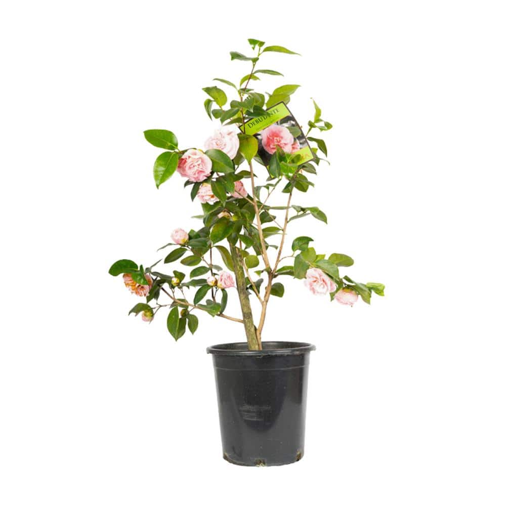 #5 ContainerDebutante Camellia Plant - Hercitys