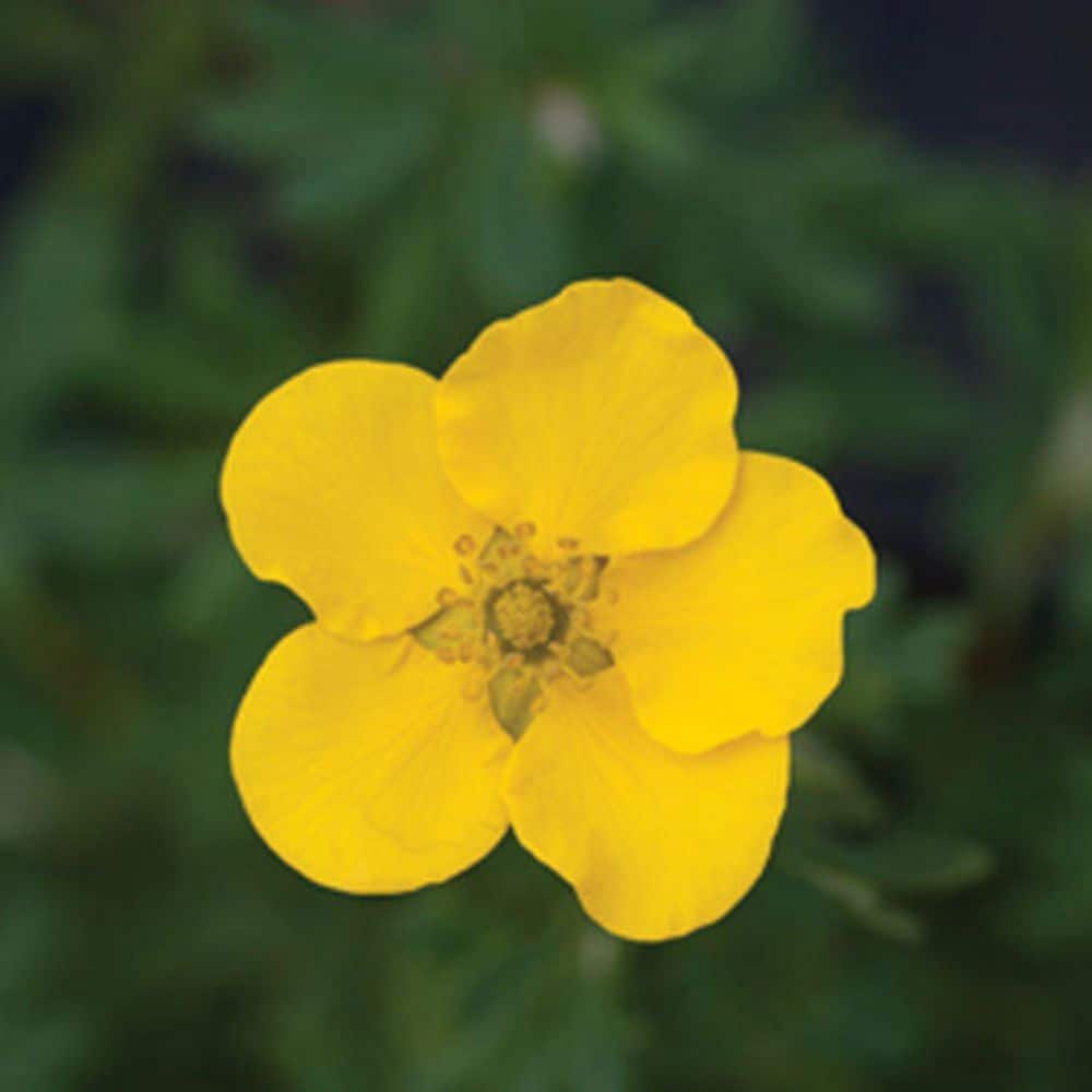 2.0 Gal. Potentilla Happy Face Yellow (Potentilla f. ‘Happy Face Yellow’) Shrub with Bright Yellow Flowers 1-Each - Hercitys
