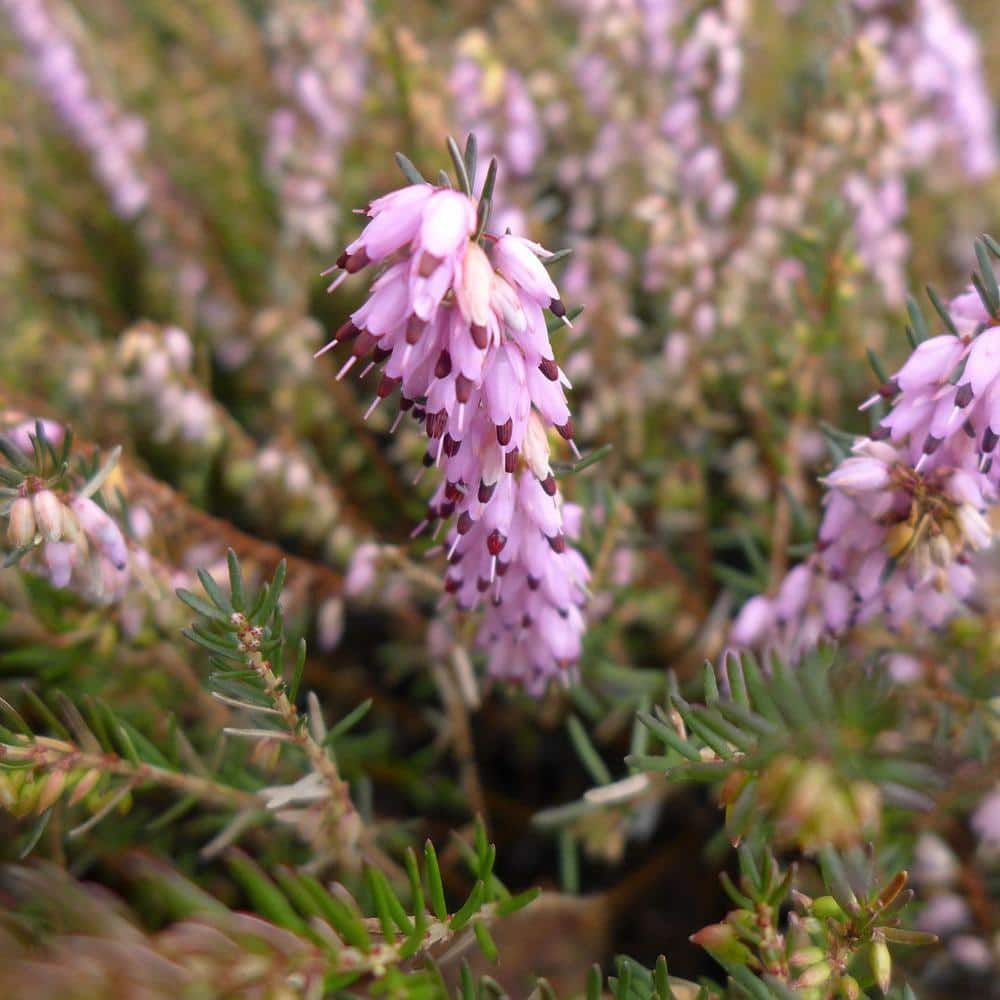 1.5 Gal. Mediterranean Pink Heather Live Shrub with Pink Flowers - Hercitys