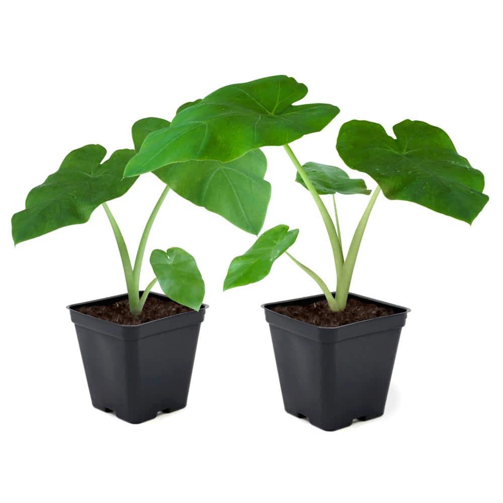 3.5 in. Colocasia Polar Green Plant in Grower Container (2-Piece) - Hercitys